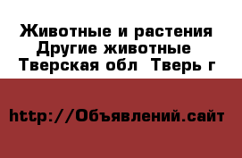 Животные и растения Другие животные. Тверская обл.,Тверь г.